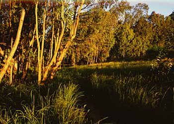 Coronado Butterfly Preserve